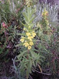 Image result for Hedbergia