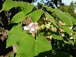Image result for Dombeya lastii