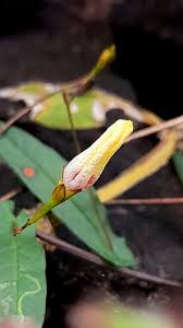 Image result for Xenostegia alatipes