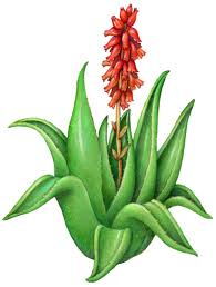 Maybe you would like to learn more about one of these? Botanical Illustration Of An Aloe Vera Plant With Red Flowers Herbs Illustration Plant Illustration Stock Art