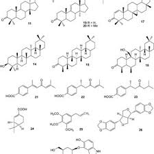 Image result for Bridelia duvigneaudii