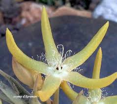 Image result for Orbea rogersii