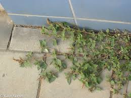 Image result for Amaranthus deflexus