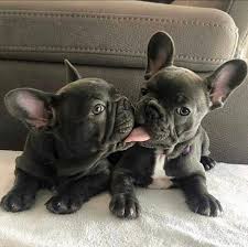 Brush your french bulldog puppy weekly using a rubber brush or rubber grooming hand to make sure all of their loose and dead hair is effectively removed. Anna French Bulldog Puppies Anna French Bulldog Puppies Defining The Pet Store