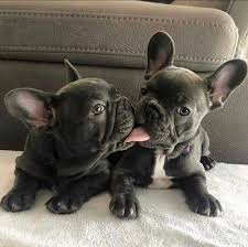 The portion of a particular state each group below serves is indicated by the symbol next to its name Anna French Bulldogs Anna French Bulldog Puppies Defining The Pet Store