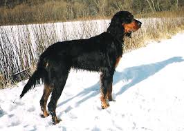 Image result for skotský setr gordonsetr