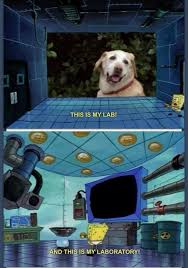 Pin By Kara Sekenski On I Find This Funny Animals Spongebob Funny