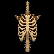 Costae are the long curved bones which form the rib cage part of the axial skeleton. Torso Bone Anatomy Spine Ribs 3d Model 49 Stl Obj Fbx C4d 3ds Unknown Free3d