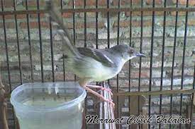 Masteran ciblek kristal gacor ngebren panjang suara jernih | prenjak kristal mp3 duration 1:06 ciblek muda gacor cetrekan jenar rj77 umur 3 bulan mp3 duration 1:01 size 2.33 mb / muhammad. 12 Cara Merawat Ciblek Bakalan Hingga Bisa Ngebren Hewan Id