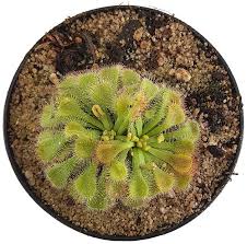 Image result for Drosera natalensis