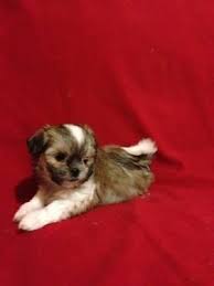 Check spelling or type a new query. Shih Tzu Maltese Mix Puppy Female Available For Sale In Glendale Arizona Classified Americanlisted Com