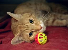 To Be Destroyed 5 14 14 Lionel Sounds Like He Would Be A Wonderful Addition To Any Home As Per Owners Profile Lionel My Animal Wonder Pets Living With Dogs