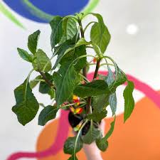 Image result for Impatiens niamniamensis