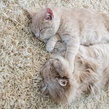 Im traum sitzt eine katze auf dem arm oder auf. Geeignete Teppiche Fur Haustierbesitzer Teppichcenter24