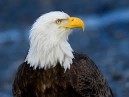 Explore the 50 states with a single page summary of each state, including when they entered the union, state capitals, state birds and other fun facts. Bald Eagle Facts For Kids North American Birds