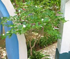 Image result for Tabernaemontana brachyantha