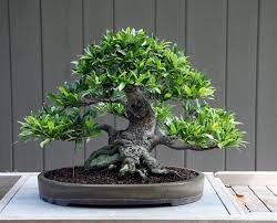 Image result for F kus Ficus