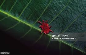 Image result for Tetranychidae grapevine