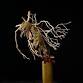 Fall Arrangement with Dried Branches