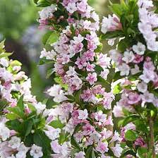 Maybe you would like to learn more about one of these? Summer Flowering Shrubs Garden Flowering Shrubs