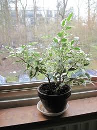 植物界的老公公栽培榕樹盆栽注意事項 landscape leisure eucalyptus bonsai pottedplant gardening planting green ficus plants household plants
