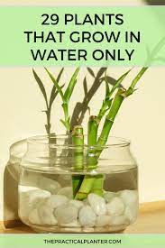 29 Plants That Grow In Water Only Without A Hydroponic System Water Plants Indoor Plants Plants Grown In Water