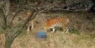 El partido podrás verlo en sky sports este 13 de junio a partir de las 16:00 horas y seguirlo a través de todas nuestras plataformas. Hombre Fue Asesinado Por Un Tigre Frente A Visitantes De Un Zoologico Internacional Noticias El Universo