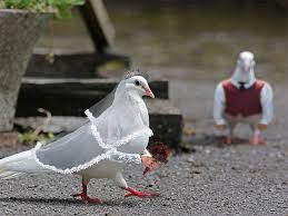 Birds With Human Arms Birds With Human Arms Funny Birds What Is A Bird Funny Animals