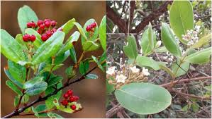 Image result for Psorospermum febrifugum