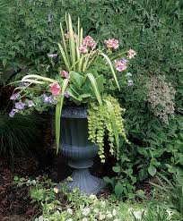 Always great deals & fast shipping! 10 Plants For Year Round Containers Finegardening