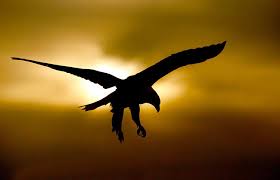 Image result for images mount up on eaglesâ€™ wings.