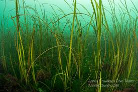 Image result for Zosteraceae