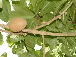 Image result for Pouteria