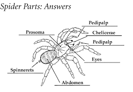 Black widow (plural black widows). All About Spiders By Jordan Johnson Text Images Music Video Glogster Edu Interactive Multimedia Posters