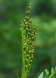 Image result for Ophioglossaceae