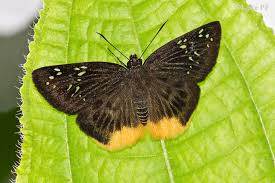 Image result for Trichoneura