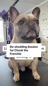 Chunkies Groom Day! 🩵 . .  #frenchiesoftiktok#frenchie#dogoftiktok##sheddingseason#goodboy#wednesdayedit#warfield#dogofbracknell#berkshire#doglife#groomersoftiktok  #doggroomersoftiktok