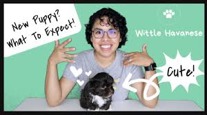 This playful havanese puppy will fit in nicely with any family. Havanese Puppies Raleigh Nc Teacup Havanese Puppies