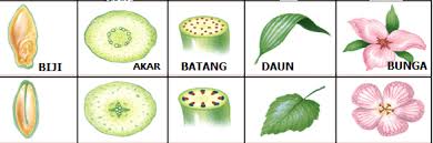 Struktur Organ Pada Tumbuhan Pengertian Fungsi Dan Contoh Terlengkap Pelajaran Sekolah Online