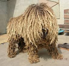 Pin On Beautiful Hairy Situations