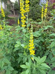 Image result for Tephrosia montana