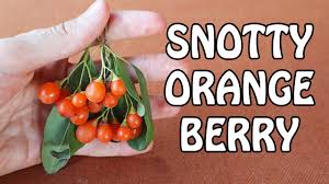 Image result for Cordia sinensis