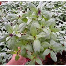 Ia digelar daun ajaib yang mampu merawat pelbagai jenis kanser dan anti keradangan. Anak Pokok Herba Selasih Thailand Herb Potted Plants Genovese Thai Sweet Basil Herb Live Plants Pokok Hiasan Pokok Hidup Shopee Malaysia