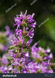 Image result for Hypoestes aristata