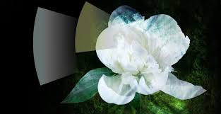 Maybe you would like to learn more about one of these? Iconica S Eden Garden
