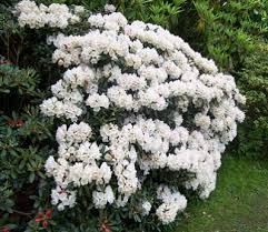 White Rhododendron Shrub Rhododendron Shrubs Evergreen Shrubs