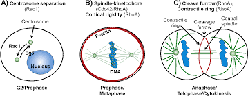 Check spelling or type a new query. Pdf Controlling The Switches Rho Gtpase Regulation During Animal Cell Mitosis Semantic Scholar