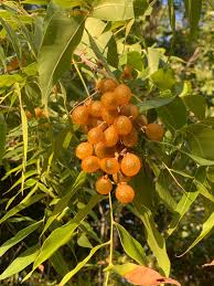 Image result for Sapindus saponaria