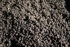We did not find results for: What Are Worm Castings It S More Than Just Worm Poop