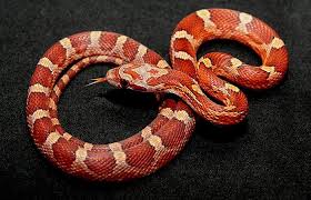 Corn Snake Why Are They The Best Pet Snake Reptilekingdoms